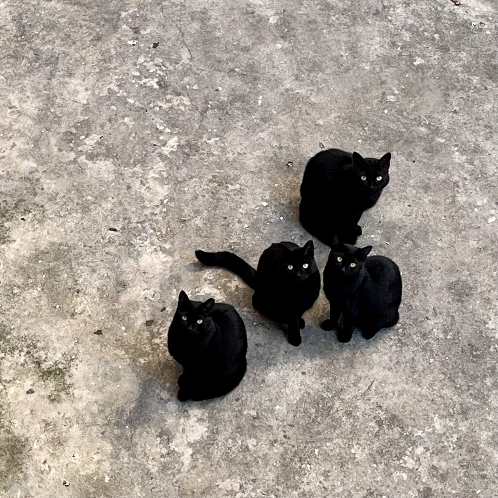 Four black cats staring at the camera.