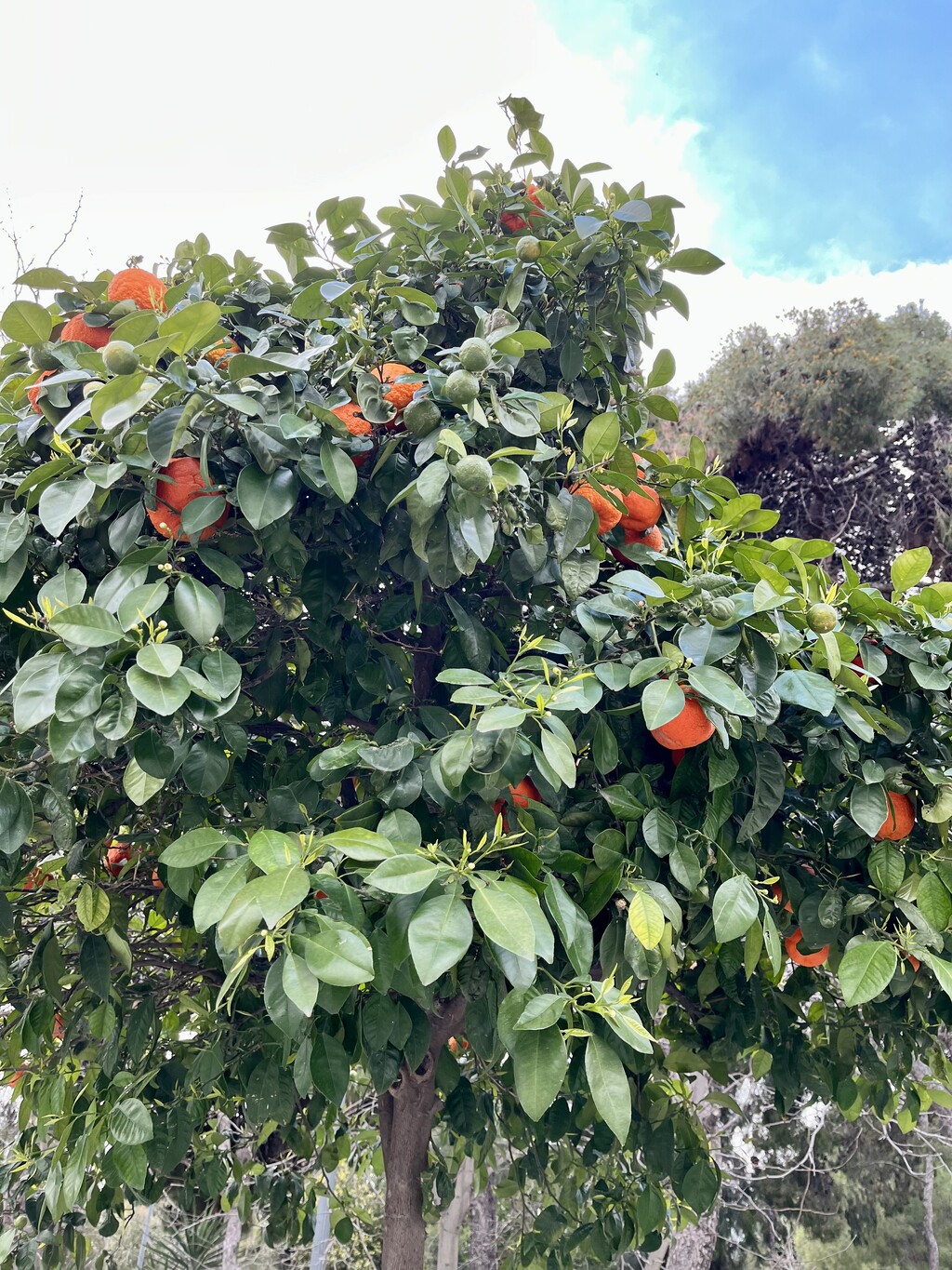 An orange tree with many fruits.